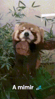 A Mimir Red Panda GIF
