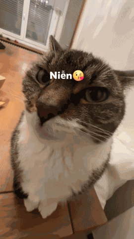 A GIF