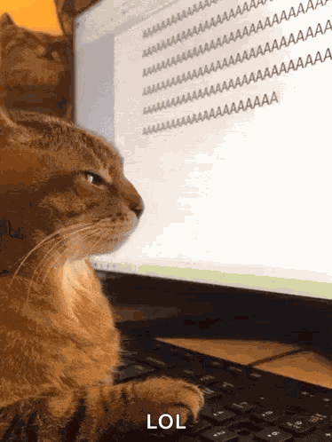 Aa Aaa GIF