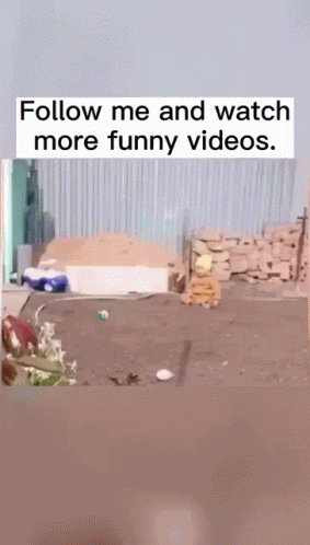 Abell46s Funny GIF