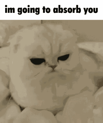 Absorption Absorb Cat GIF