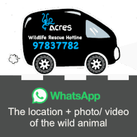 Acres Hotline 97837782 Sticker
