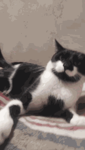 Adam Cat GIF