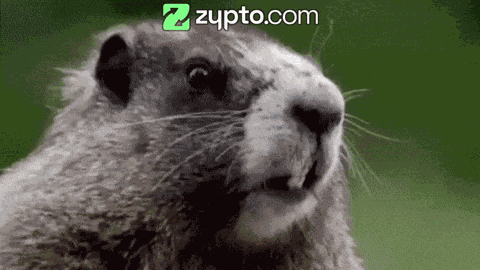 Adele Adele Meme GIF