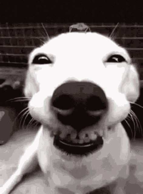 Adogsmile GIF