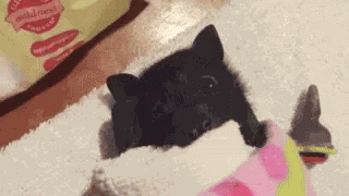 Adorable Animals Cute GIF