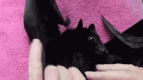 Adorable Animals Cute GIF