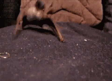 Adorable Animals Cute GIF