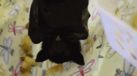 Adorable Animals Cute GIF