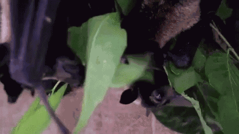 Adorable Animals Cute GIF
