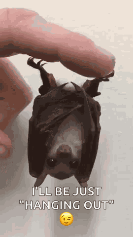 Adorable Animals Cute GIF