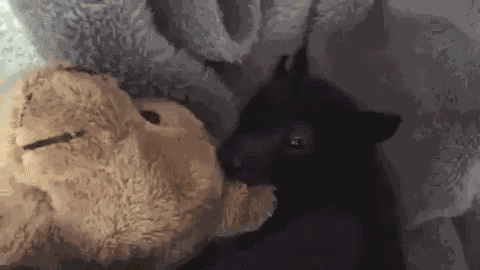 Adorable Animals Cute GIF