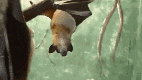 Adorable Animals Cute GIF