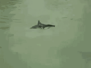 Adorable Animals Cute GIF