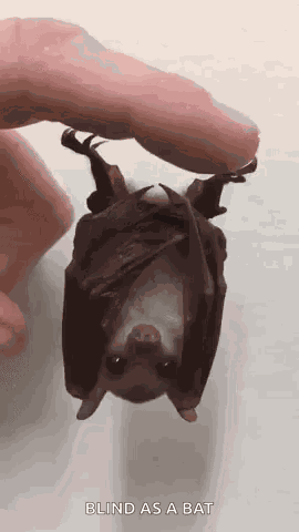 Adorable Animals Cute GIF