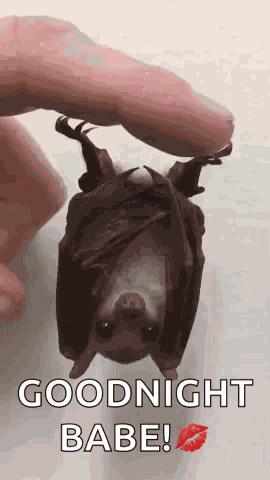 Adorable Animals Cute GIF