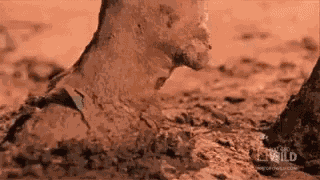 Adorable Animals Cute GIF