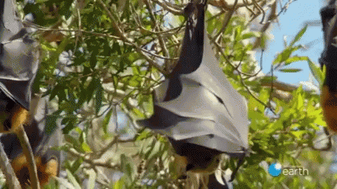 Adorable Animals Cute GIF