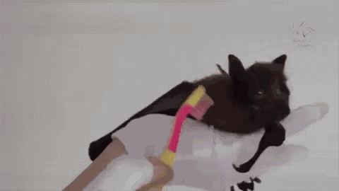 Adorable Animals Cute GIF