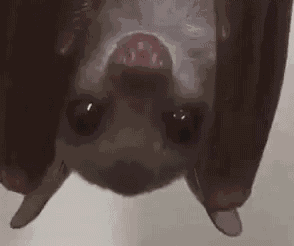 Adorable Animals Cute GIF