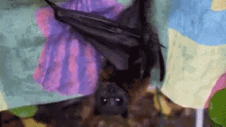 Adorable Animals Cute GIF