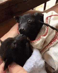 Adorable Animals Cute GIF
