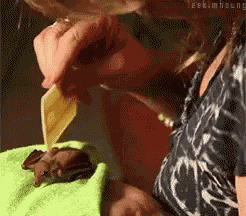 Adorable Animals Cute GIF