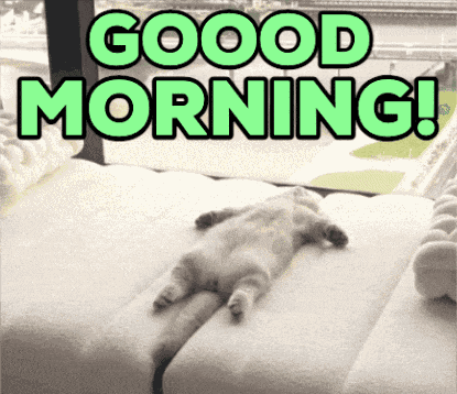 Adorable Cat Cat Greeting GIF