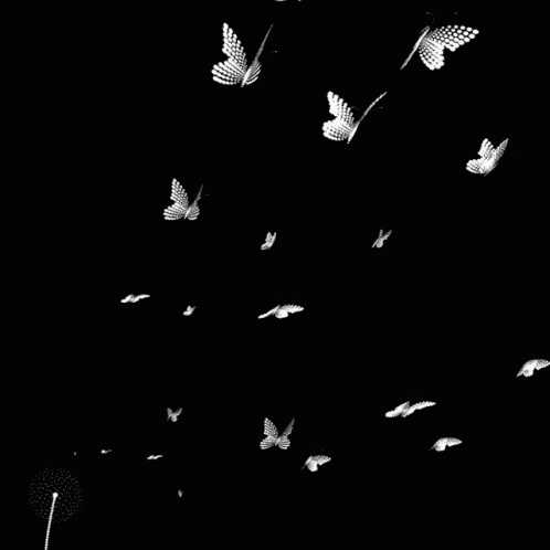Aesthetic Butterfly GIF