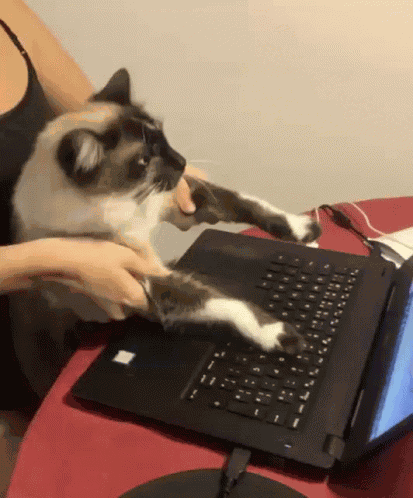 Afonso Afonsinho GIF