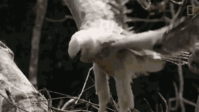 Agitated Eagle Eagles Have To Eat Too GIF