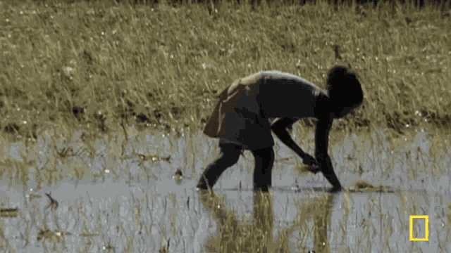 Agriculture Farming GIF
