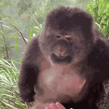 Agustdgaf Funny Monkey GIF