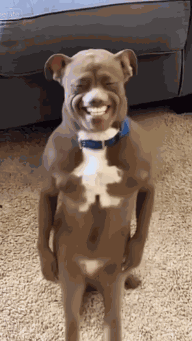 Ai Ai Dog GIF
