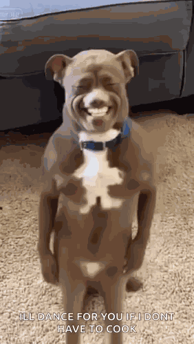 Ai Ai Dog GIF
