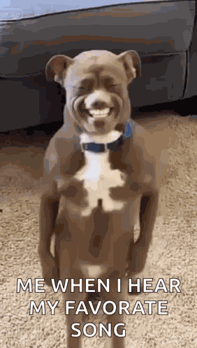 Ai Ai Dog GIF