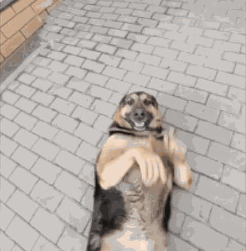 Ai Dog Dog Ai GIF