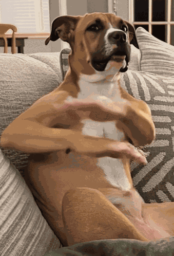 Ai Dog GIF