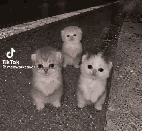 Ai Kitty Dance GIF