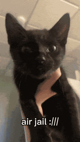 Air Jail Cat GIF