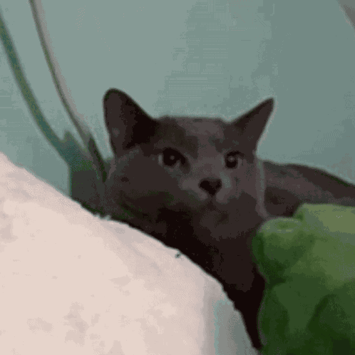 Airplane Ears Jojo GIF