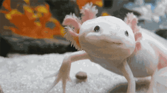 Ajolote Axolotl GIF