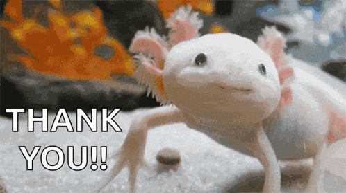 Ajolote Axolotl GIF