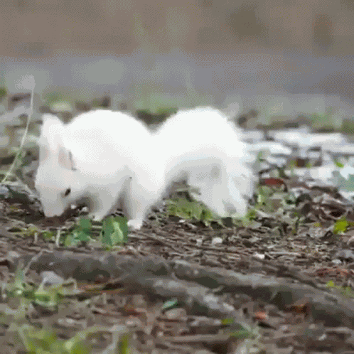 Albino Squirrel GIF