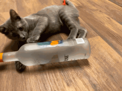 Alcoholic Cat GIF