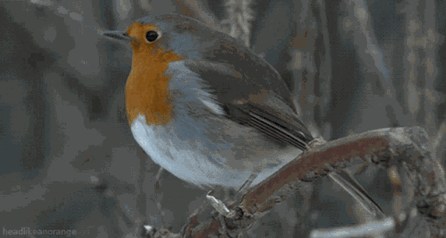 Alfa7 GIF
