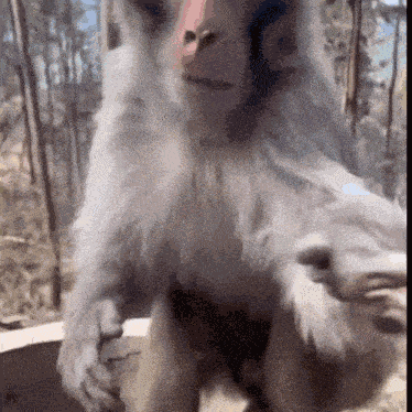 Allypally Allypallyxcx GIF