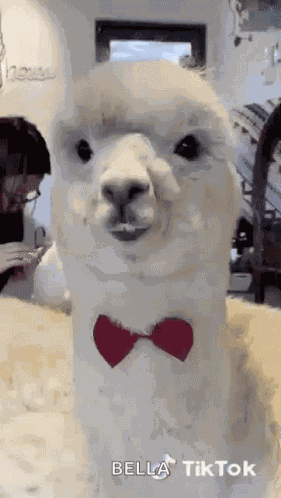 Alpaca Chewing GIF
