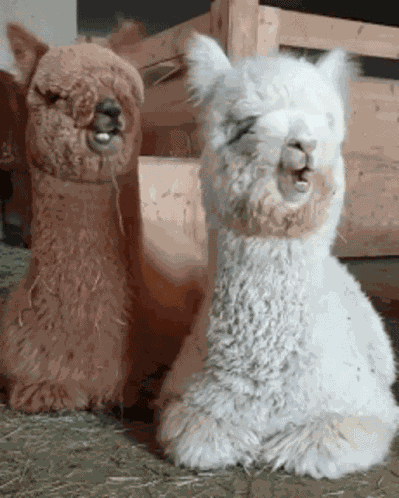Alpaca Eating GIF