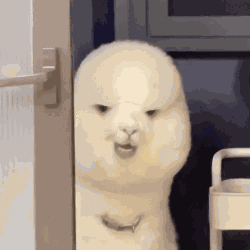 Alpaca Llama GIF